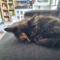 Photo of Odette