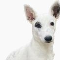 Photo of Essie