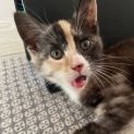 Photo of Maple
