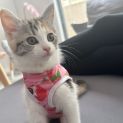 Photo of Maple