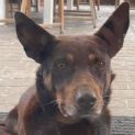 Photo of Red Dog