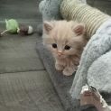 Photo of Merlin