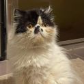 Photo of Delilah