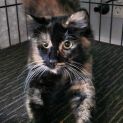 Photo of Molly