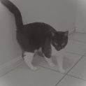 Photo of Magnolia