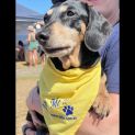 Photo of Ruby ❤️ Mini Dachshund (Trial 4/11/23)