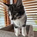 Photo of Rocky