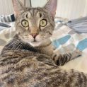 Photo of Penny