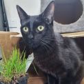 Photo of Peanut