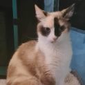 Photo of Dot