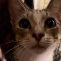 Photo of Freckles