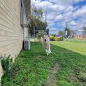 Photo of Loki