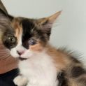 Photo of Calypso