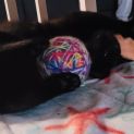 Photo of Mars **2nd Chance Cat Rescue**