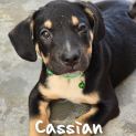 Photo of Cassian