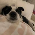 Photo of Checkers