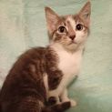 Photo of Autumn **2nd Chance Cat Rescue**
