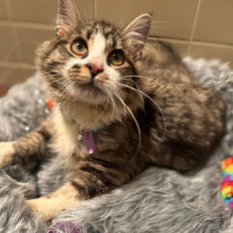 View all recently adopted pets!