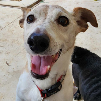 Small Male Jack Russell Terrier Mix Dog