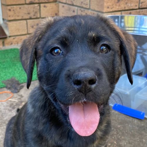 Ava ~ Labx Staffy Mix Puppy(on trial 30/7/21)