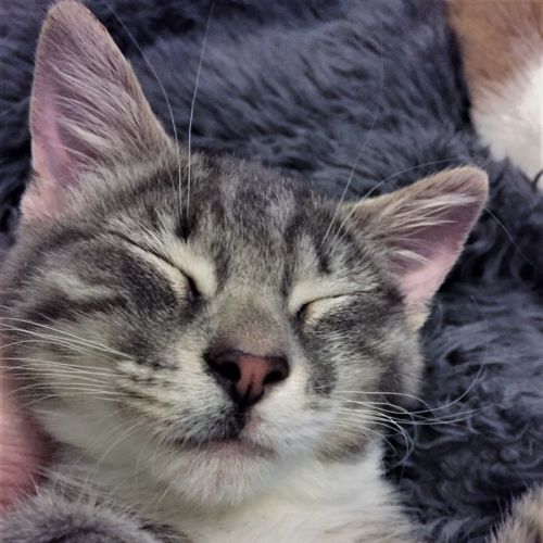 Alice ^^Dandy Cat Rescue^^