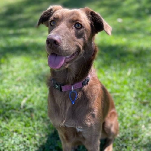 Bambi ~ 18mo Kelpie X(On Trial 6/11/21)