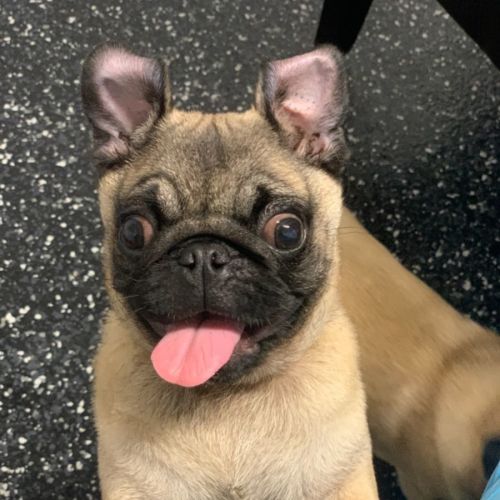 Ipug