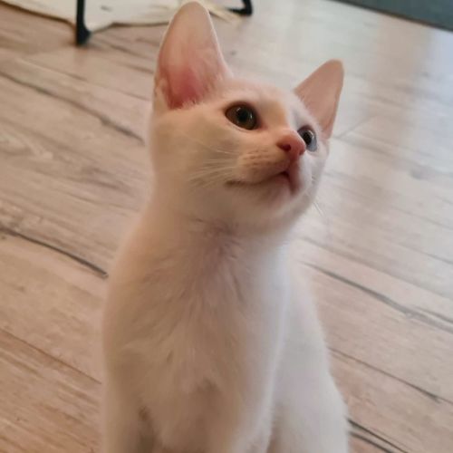 Archie