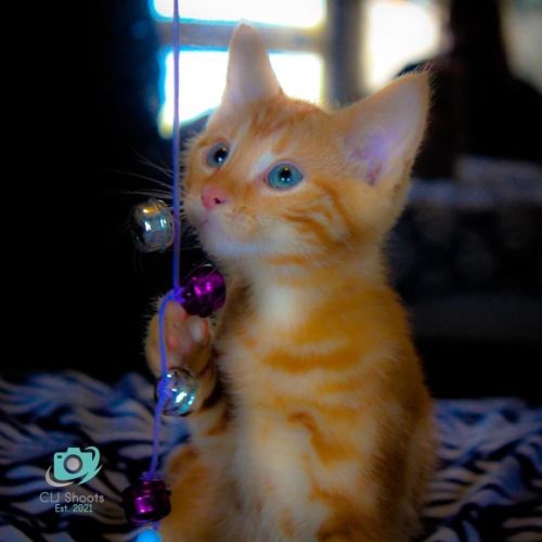 Boss- Male kitten (on trial 24/07/2022)