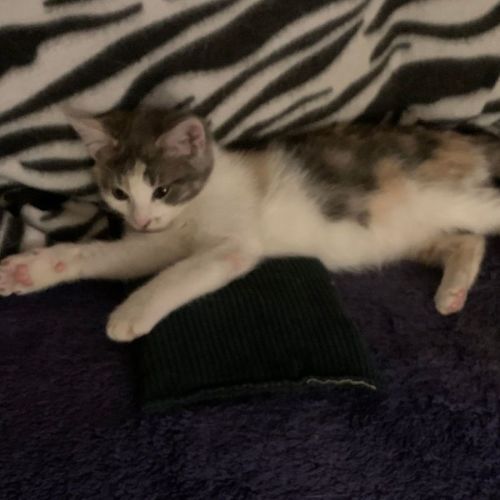 Calliope (Callie)