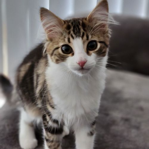 Queeni ^^Dandy Cat Rescue^^