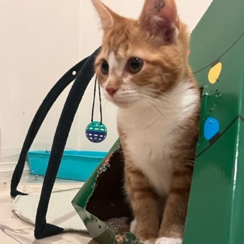 Teddy- meet me at Hastings petstock store