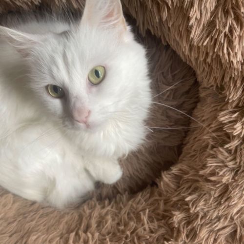 🍑 peach Meet me at Petstock Hastings store