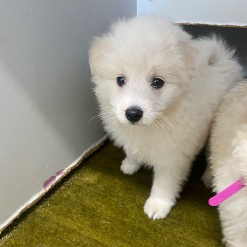Finn 
