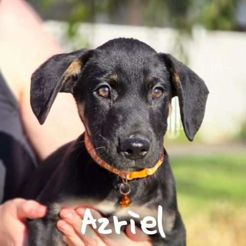 Azriel