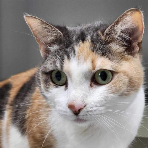 🥕 Clementine 5149 🥕