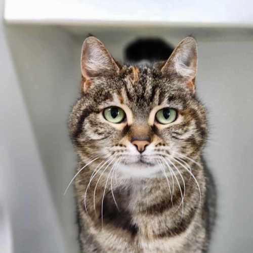 🌶 Villa 5461 🌶