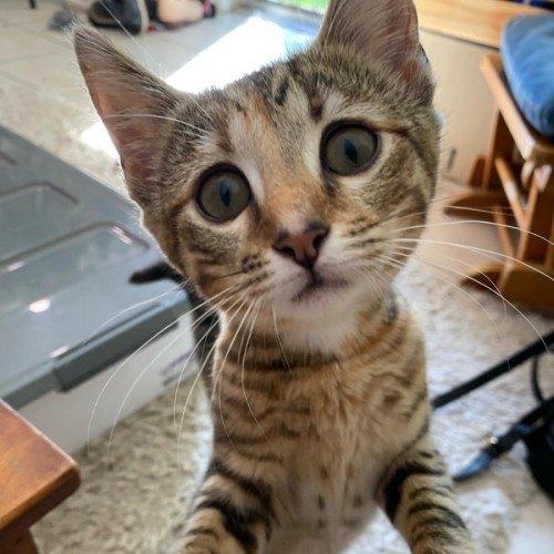Maple