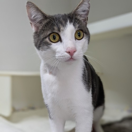 📺 Toulouse 5727 📺