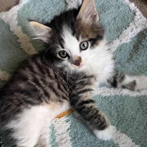 Sir Fredrick (Freddy) 