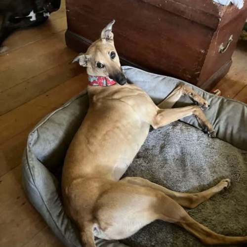 Toffee, the cat friendly greyhound