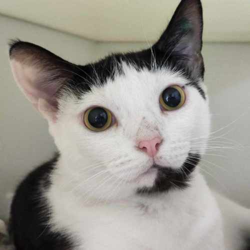 🎨 Yoshi 5862 🎨