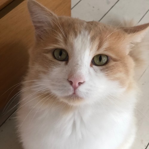 No photo for Pickles