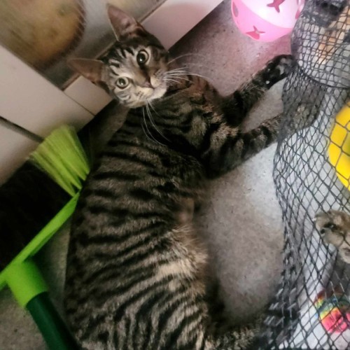 Justice *9 Lives Project Rescue*