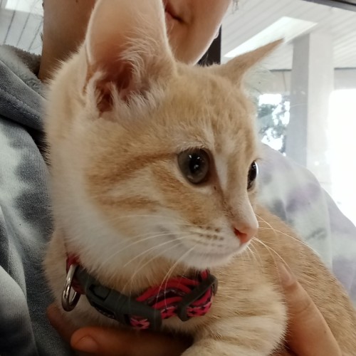 Lanson *Meet me at PetStock Birkenhead*