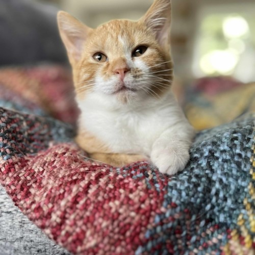 No photo for Eli & Peyton 