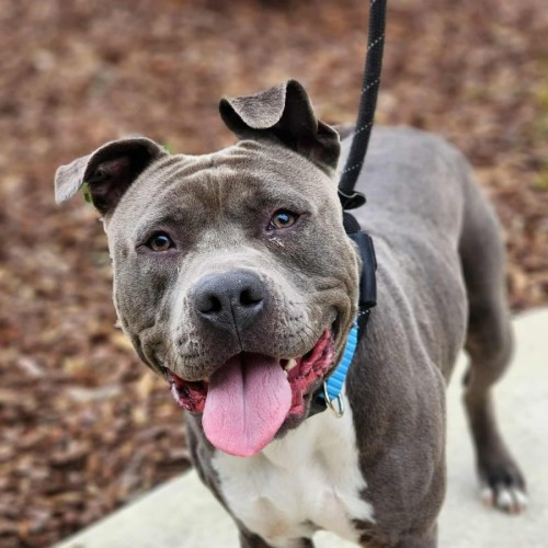 🎡 Jaffa 6608 🎡