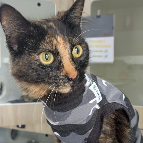 💘 Tiffany 6578 💘