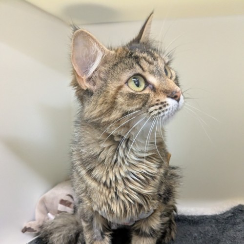 🎡 Laurie 6579 🎡