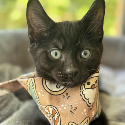 Jinx - In foster care in Cranbourne